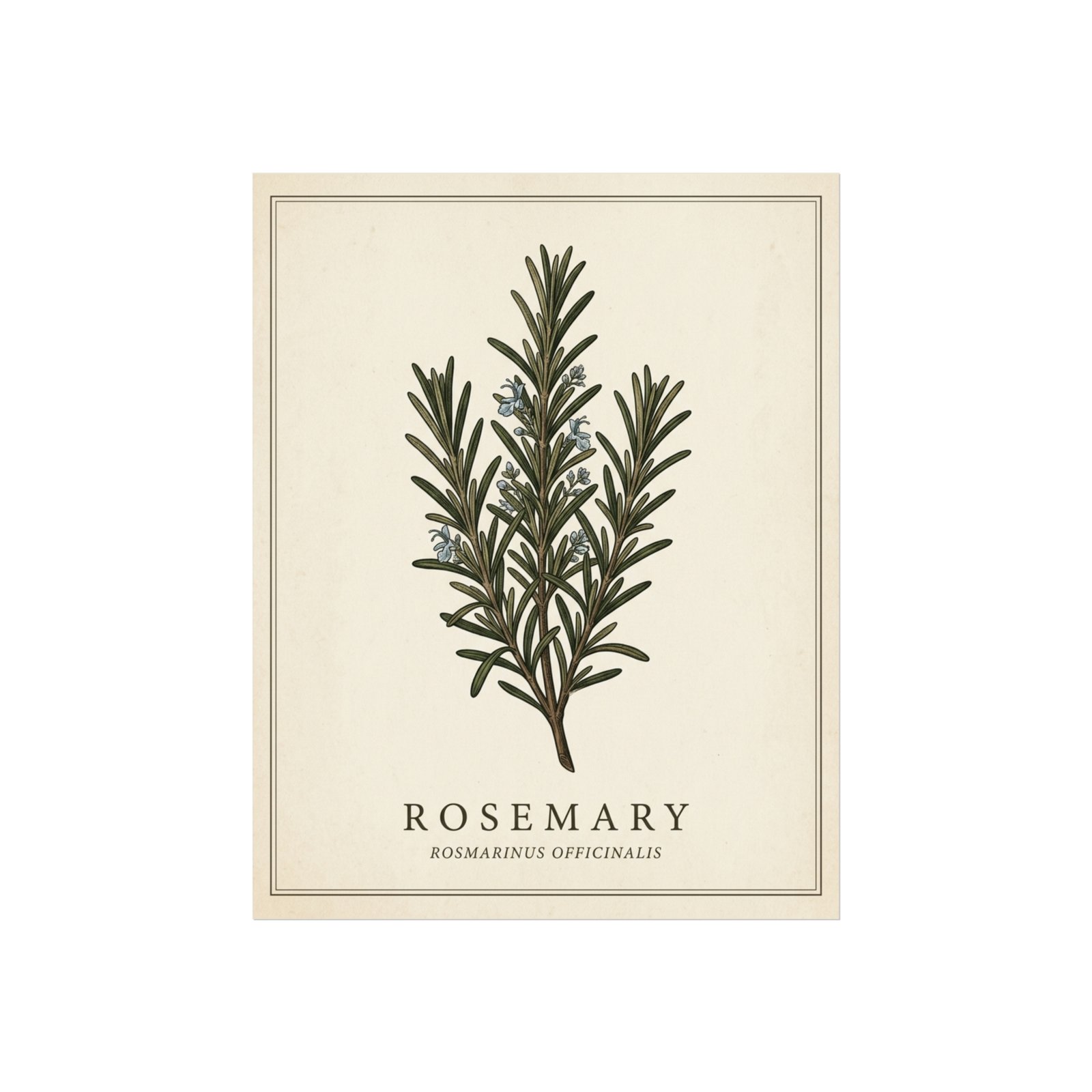 Rosemary wall art in neutral kitchen interior